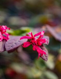 Loropetalum chinense Fire Dance - Loropétale de Chine - Fleurs