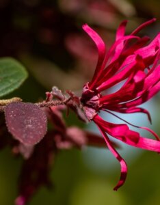 Loropetalum chinense Fire Dance - Loropétale de Chine - Fleurs