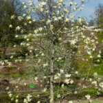 Magnolia Daphne - Magnolier jaune - Magnolia à feuilles acuminées - vue d'ensemble