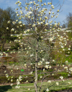 Magnolia Daphne - Magnolier jaune - Magnolia à feuilles acuminées - vue d'ensemble