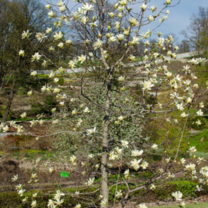 Magnolia Daphne - Magnolier jaune - Magnolia à feuilles acuminées - vue d'ensemble