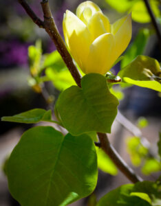 Magnolia Daphne - Magnolier jaune - Magnolia à feuilles acuminées - feuillage et fleur