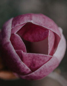 Magnolia Genie - Magnolier pourpre - Fleur