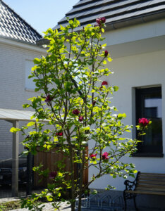 Magnolia Genie - Magnolier pourpre - vue d'ensemble