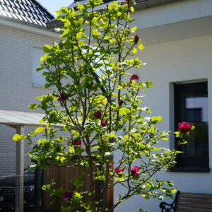 Magnolia Genie - Magnolier pourpre - vue d'ensemble