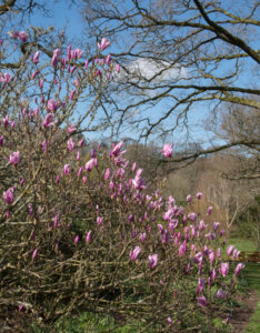 Magnolia Susan - Magnolier hybride à fleurs rose pourpre - Vue d'ensemble