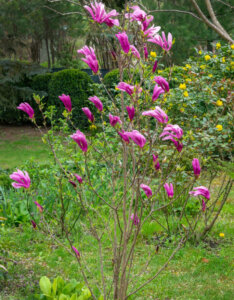 Magnolia Susan - Magnolier hybride à fleurs rose pourpre - vue d'ensemble