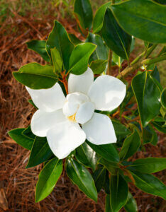 Magnolia grandiflora Little Gem - Magnolia à grandes fleurs nain - fleur