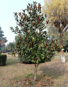 Magnolia grandiflora Little Gem - Magnolia à grandes fleurs nain - vue d'ensemble