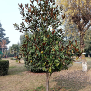 Magnolia grandiflora Little Gem - Magnolia à grandes fleurs nain - vue d'ensemble