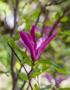 Magnolia liliflora Nigra - Magnolia à fleurs de lys pourpre - Fleur
