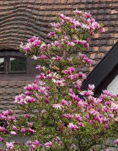 Magnolia liliflora Nigra - Magnolia à fleurs de lys pourpre -vue d'ensemble