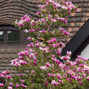 Magnolia liliflora Nigra - Magnolia à fleurs de lys pourpre -vue d'ensemble