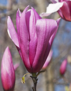 Magnolia liliflora Nigra - Magnolia à fleurs de lys pourpre - fleur