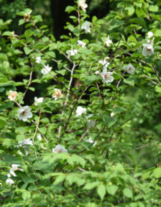 Magnolia sieboldii - Magnolia de Siebold - vue d'ensemble