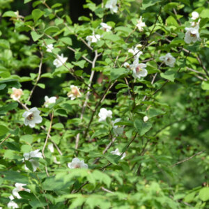 Magnolia sieboldii - Magnolia de Siebold - vue d'ensemble