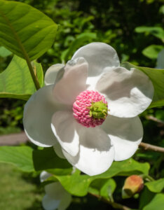 Magnolia sieboldii - Magnolia de Siebold - fleur