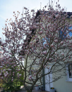 Magnolia soulangeana - Magnolia de Soulange - Magnolia de Chine - vue d'ensemble