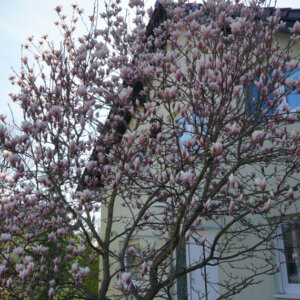 Magnolia soulangeana - Magnolia de Soulange - Magnolia de Chine - vue d'ensemble