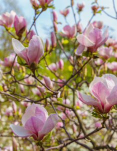Magnolia soulangeana - Magnolia de Soulange - Magnolia de Chine - Fleurs
