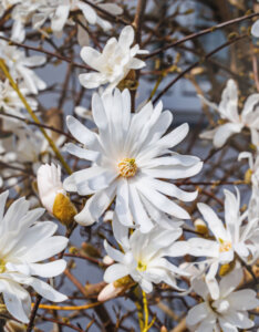 Magnolia stellata - Magnolia étoilée - fleurs