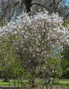 Magnolia stellata - Magnolia étoilée - vue d'ensemble