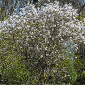 Magnolia stellata - Magnolia étoilée - vue d'ensemble