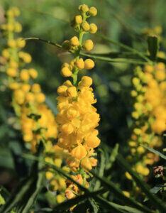 Mahonia Soft Caress ® - Mahonia eurybracteata - Inflorescence