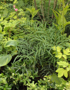 Mahonia Soft Caress ® - Mahonia eurybracteata - vue d'ensemble