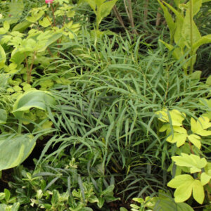 Mahonia Soft Caress ® - Mahonia eurybracteata - vue d'ensemble