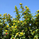Mahonia aquifolium Apollo - Mahonie à feuilles de houx - Mahonia faux-houx - vue d'ensemble