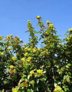 Mahonia aquifolium Apollo - Mahonie à feuilles de houx - Mahonia faux-houx - vue d'ensemble
