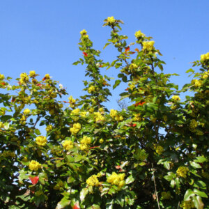 Mahonia aquifolium Apollo - Mahonie à feuilles de houx - Mahonia faux-houx - vue d'ensemble