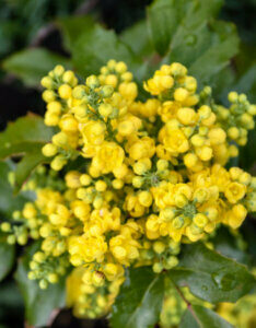 Mahonia aquifolium Apollo - Mahonie à feuilles de houx - Mahonia faux-houx - floraison