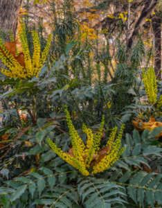 Mahonia japonica - Mahonia du Japon - vue d'ensemble