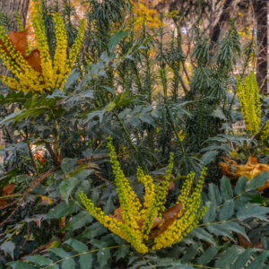 Mahonia japonica - Mahonia du Japon - vue d'ensemble