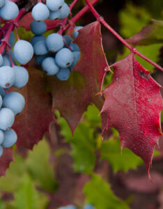 Mahonia japonica - Mahonia du Japon - feuillage automnal et fructification