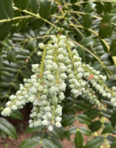 Mahonia media Charity - Mahonia hybride - fructification