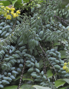 Mahonia media Charity - Mahonia hybride - Fructification