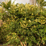 Mahonia media Charity - Mahonia hybride - vue d'ensemble