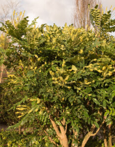 Mahonia media Charity - Mahonia hybride - vue d'ensemble
