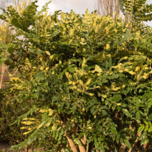 Mahonia media Charity - Mahonia hybride - vue d'ensemble