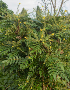 Mahonia media Winter Sun - Mahonia hybride - Vue d'ensemble