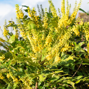 Mahonia media Winter Sun - Mahonia hybride - vue d'ensemble
