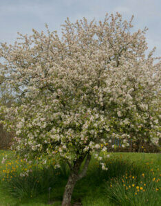 Malus Evereste ® - Pommier d'ornement - Vue d'ensemble