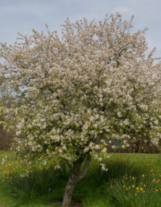 Malus Evereste ® - Pommier d'ornement - Vue d'ensemble