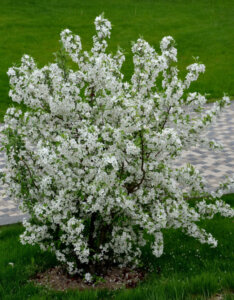 Malus Evereste ® - Pommier d'ornement - vue d'ensemble