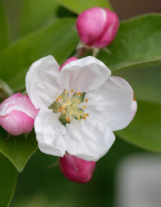 Malus Evereste ® - Pommier d'ornement - fleur et boutons