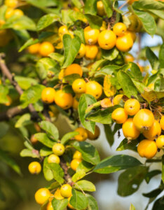 Malus Golden Hornet - Pommier d'ornement - fructification