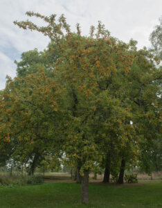 Malus Golden Hornet - Pommier d'ornement - Vue d'ensemble